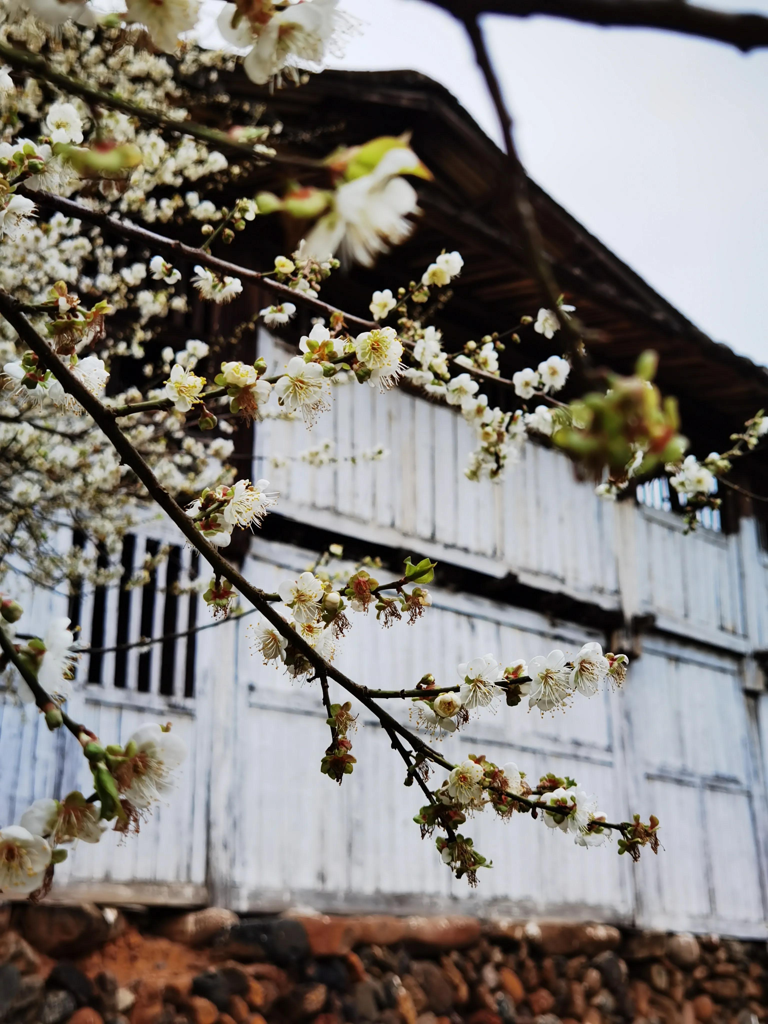 青梅花如雪，幽香溢冬月