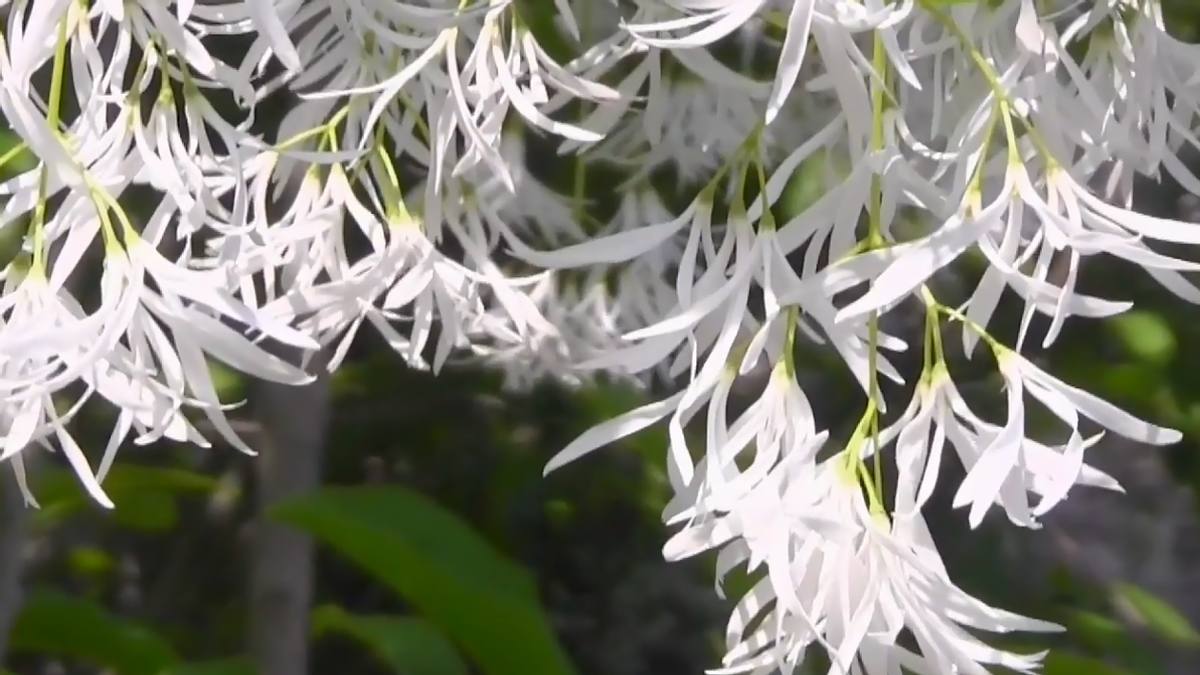 真正降龙木树图片(全世界仅剩下一株) - 赤虎壹号