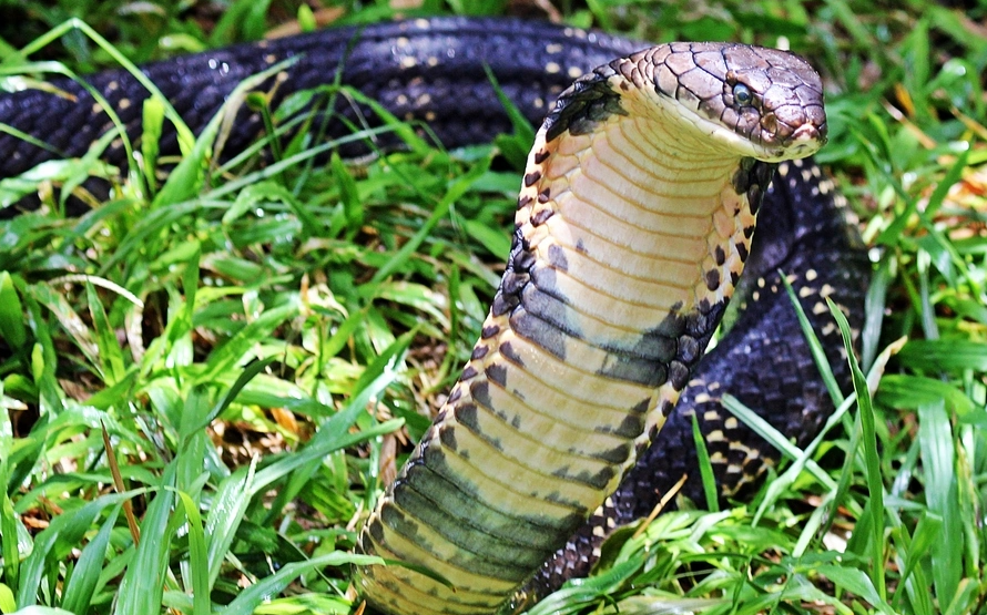 菜花蛇无毒,为何被称为"百蛇之王"?若是它碰上毒蛇会怎样?