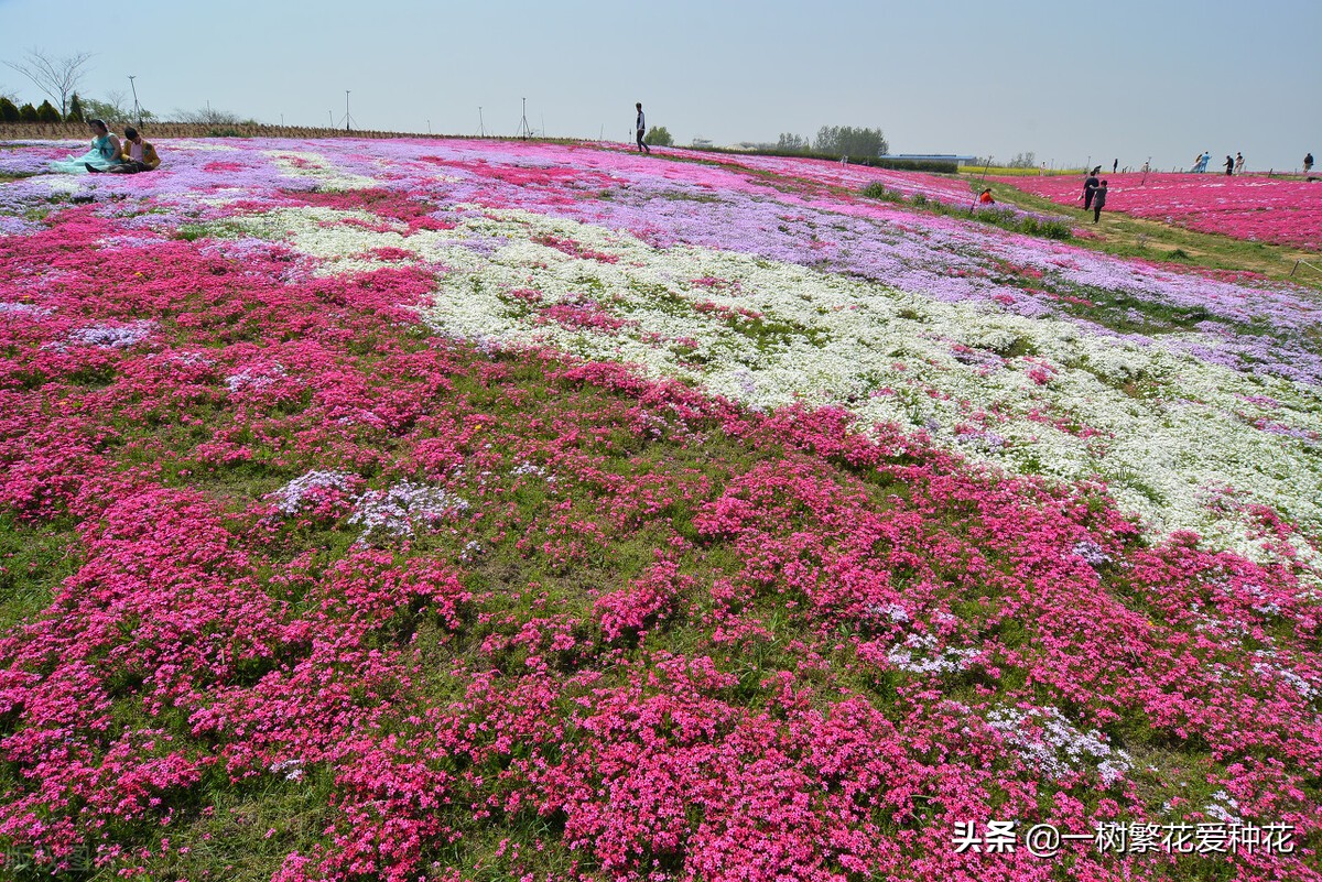 耐寒宿根花卉（两季都适合种的30种宿根花卉）