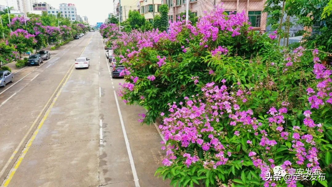 藏不住了 县城街头紫薇花绚烂亮相 来邂逅这场 紫色浪漫 吧 天天看点