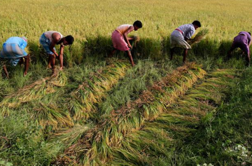 美科学家发现地球正“变绿”，原因在中印，专家却对印度很担忧？