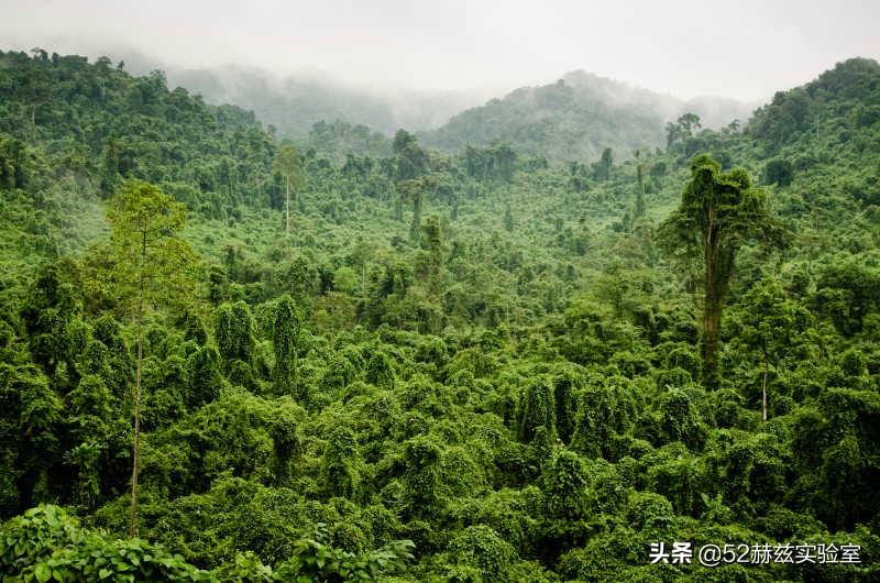 孟山都为何被称为全球最邪恶的公司？它都做了哪些臭名昭著的事？