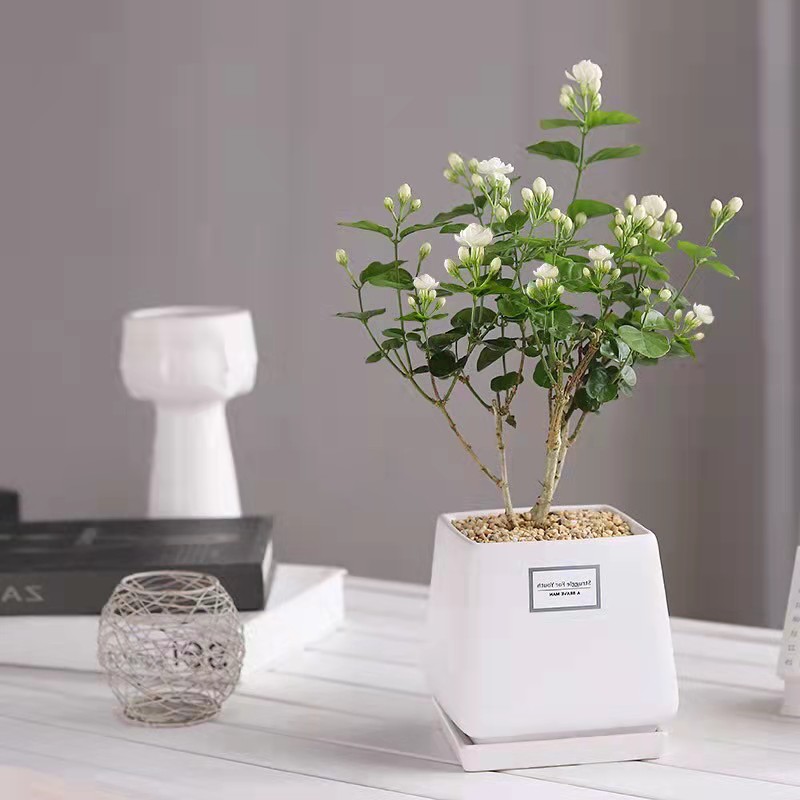 原來茉莉這樣養(yǎng)，長知識了