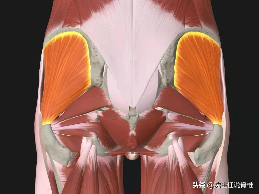 屁股疼是什麼原因(腰臀或下肢痛) - 百百科