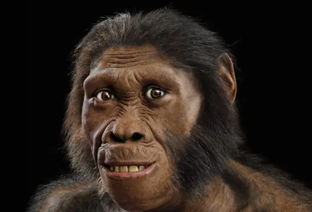 讲讲关于人类进化"丢失"的过渡化石