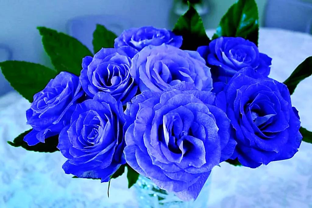 紫玫瑰花语(蓝玫瑰花语)