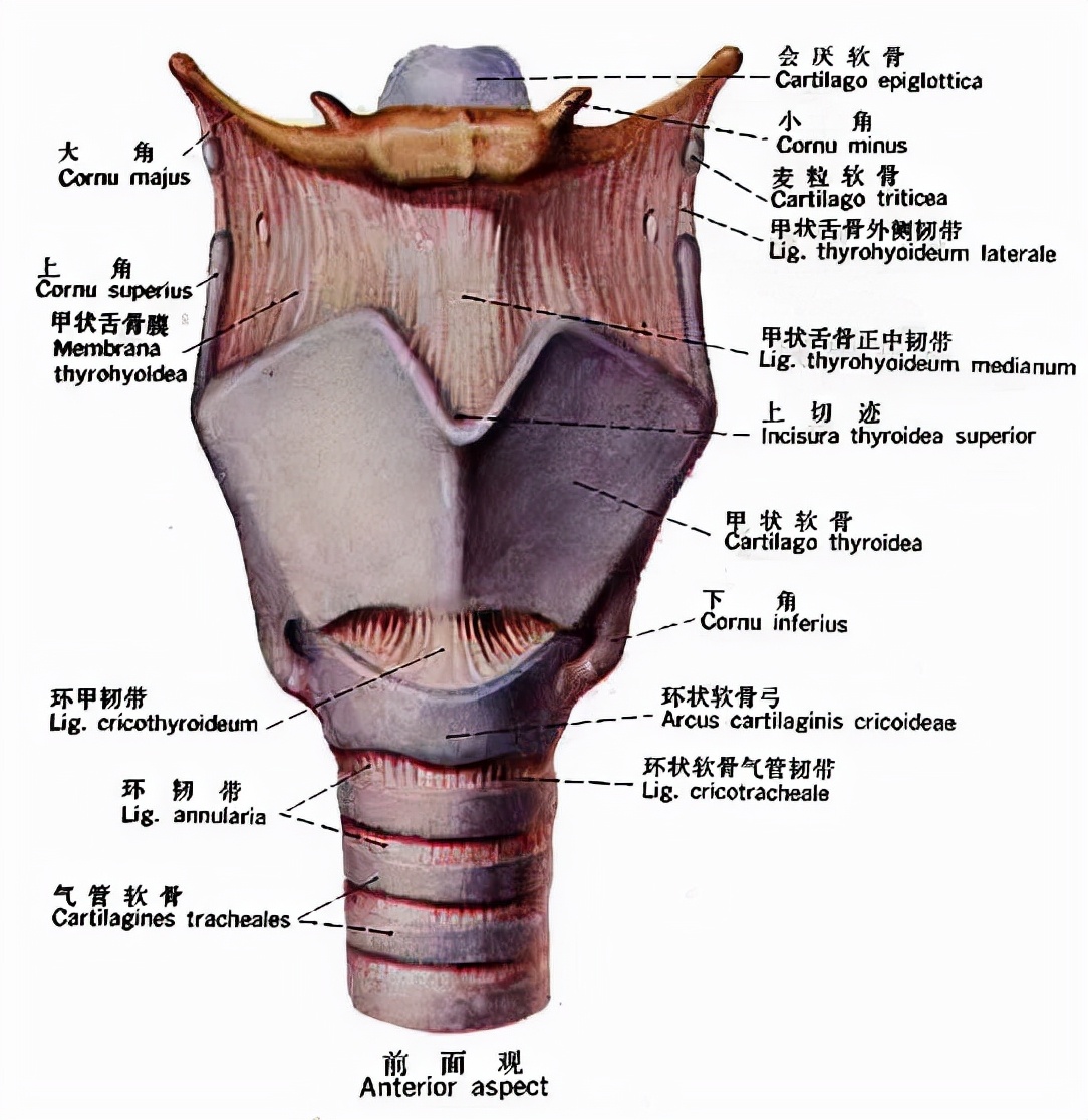 喉结图片结构图图片