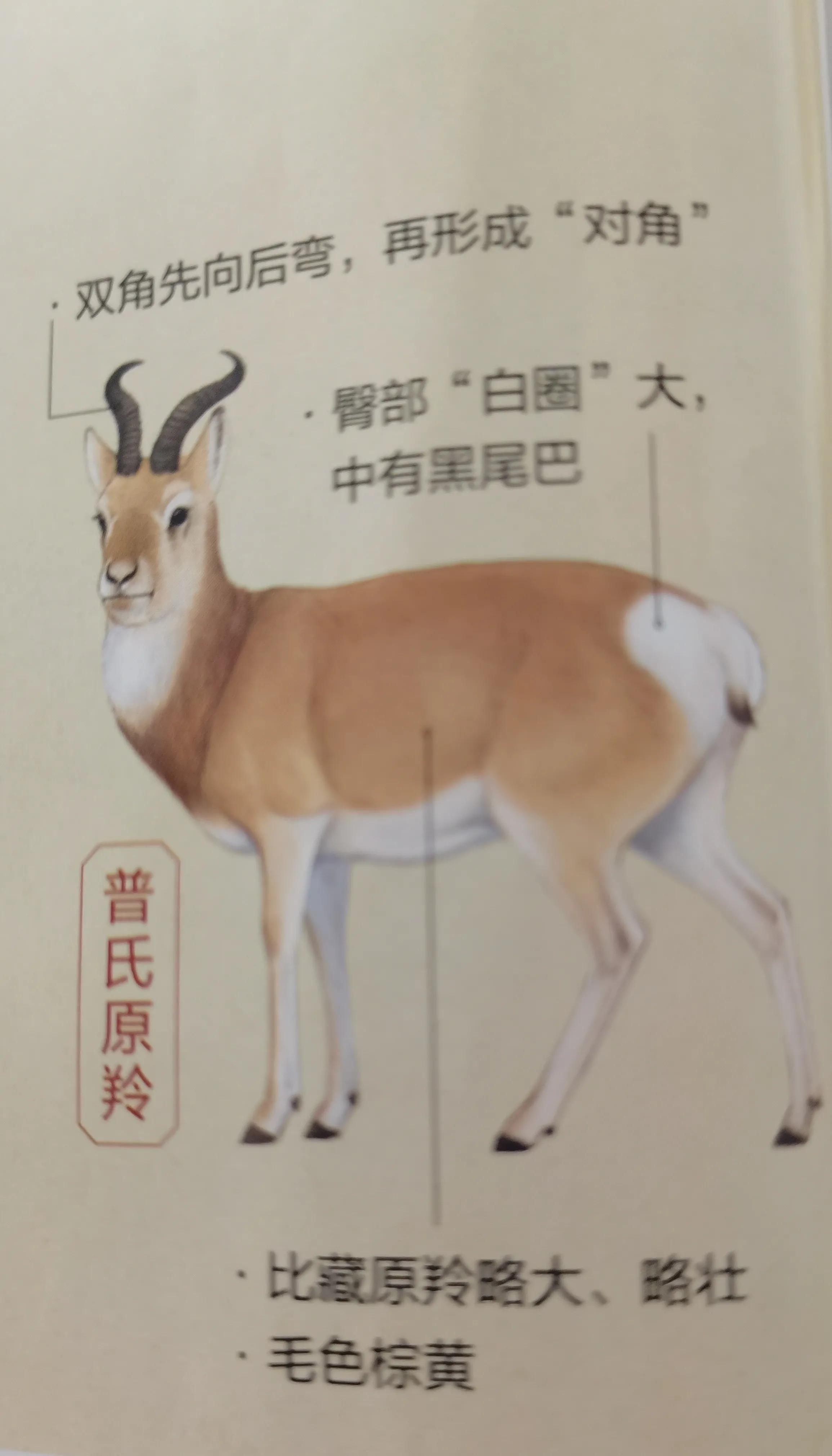 走青海，带你认识中国最珍稀的走青海羚羊