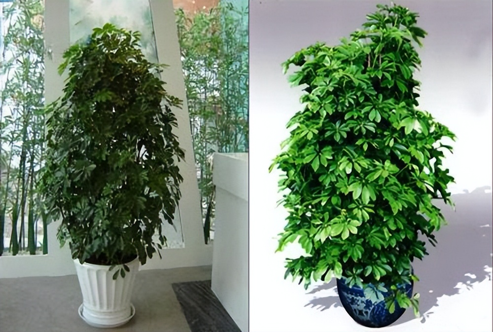 7种“洋气花”，好养又高雅，客厅一放，干净大气，旺家好运来