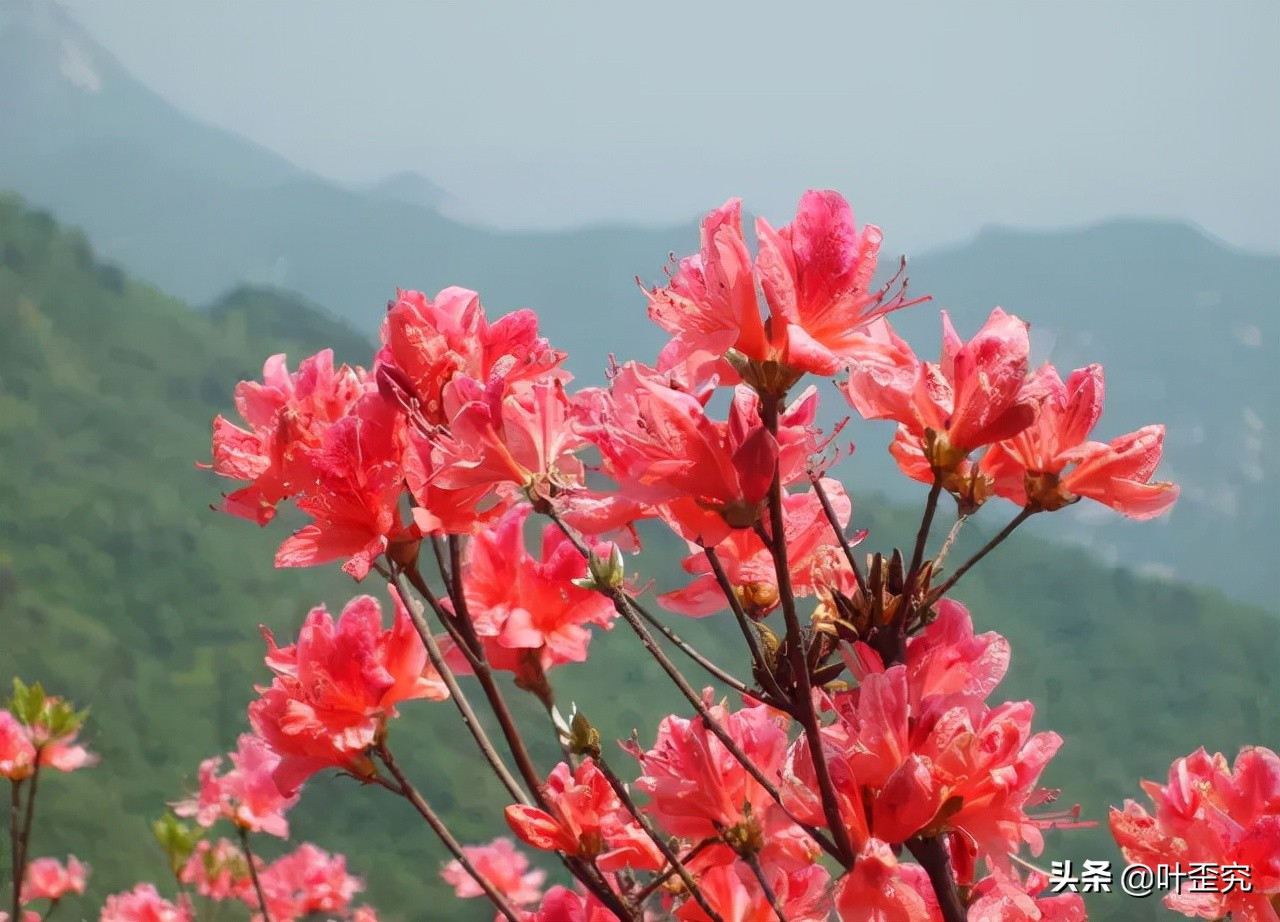 中国十大名花，您都知道吗？