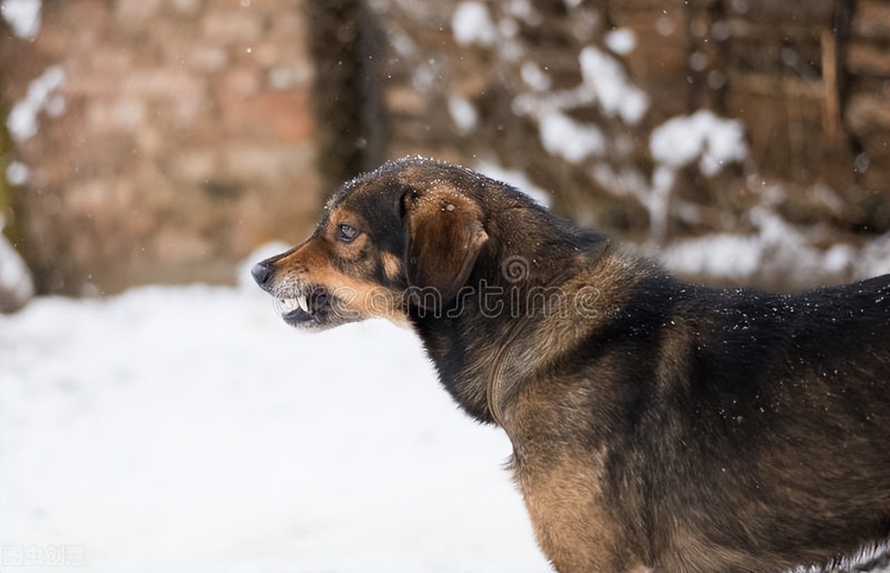 婴儿打狂犬疫苗伤害（男孩被狗咬13天后去世）