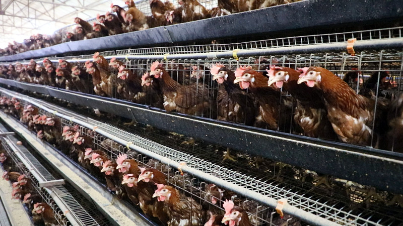 新疆兵团四师六十二团畜牧业实现多元化发展