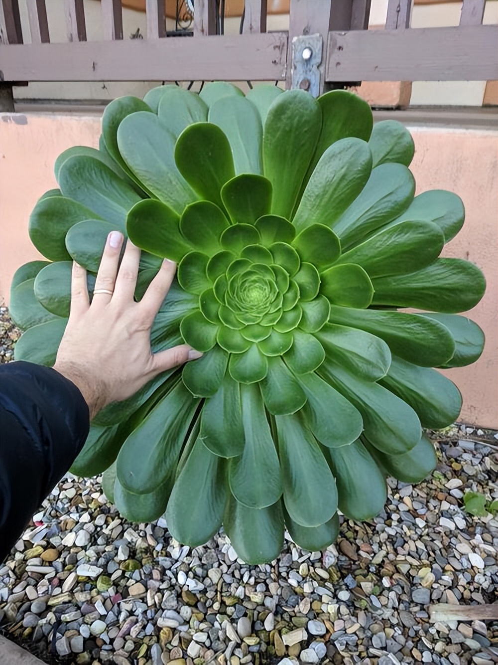 多肉植物怎么养才漂亮(多肉植物怎么养百度百科)