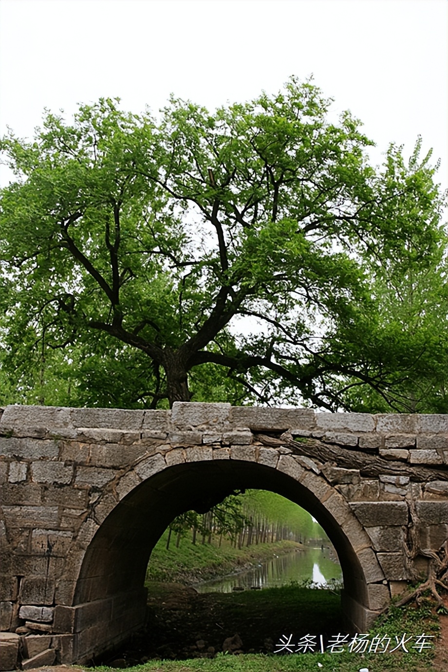 2011年拍摄的“树驮桥”古朴原始，树桥共生，相依为命