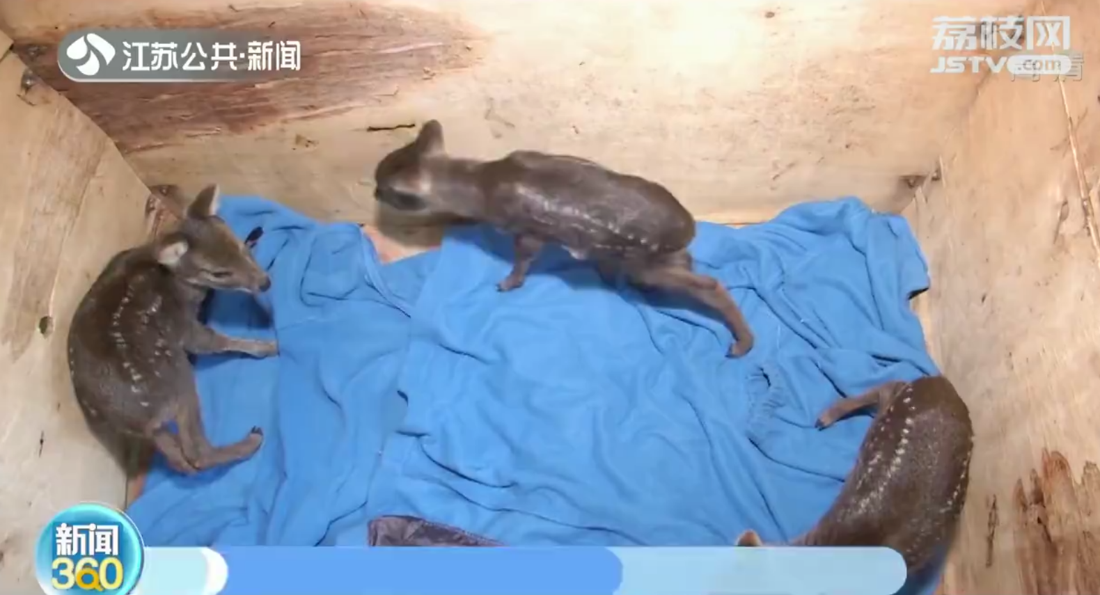 南京村民麦田捡三只&ldquo;小鹿&rdquo;竟是獐子宝宝