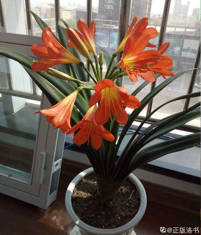 君子蘭花圖片,君子蘭花圖片大全大圖