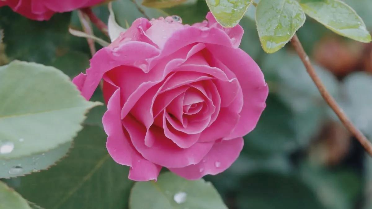 描写玫瑰的绝美句子玫瑰花绝美句子