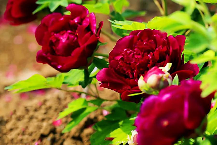 (三)烟绒紫牡丹