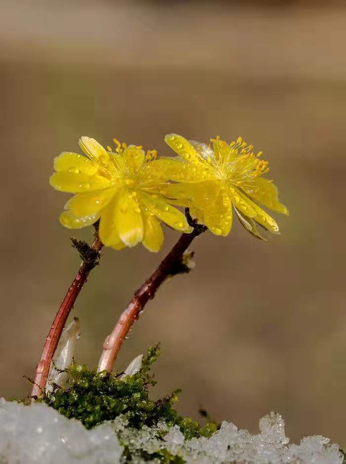 花朵美图|圣洁的天山雪莲花,北国最早报春的冰凌花合集55张