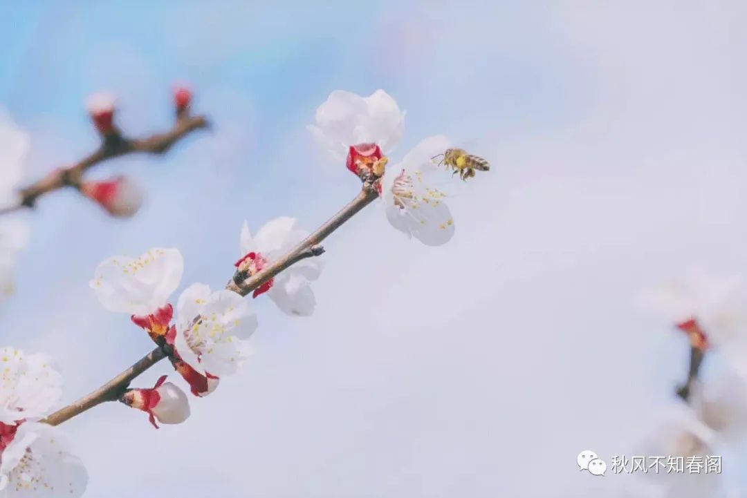 二月二花朝节林妹妹的生日，愿你不负花时不负良辰赴春日花开盛宴