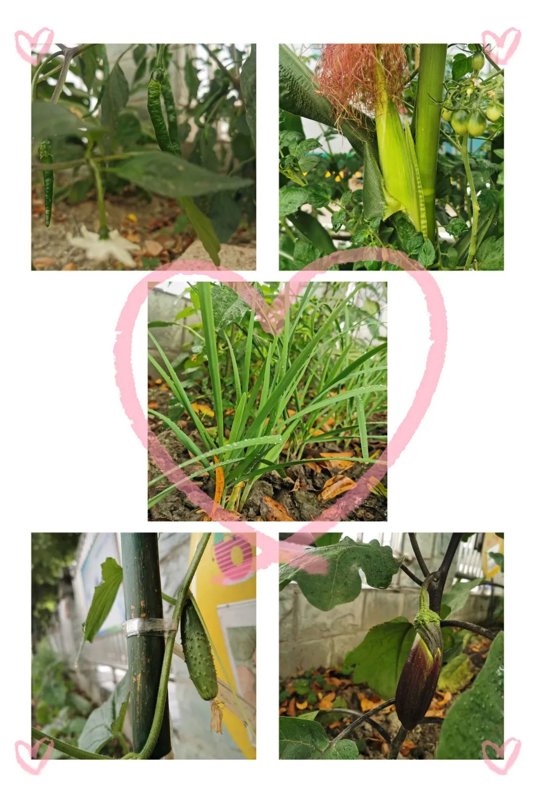 以劳动之名 收获成长之乐｜新兴小学开展“小农夫”劳动教育课程