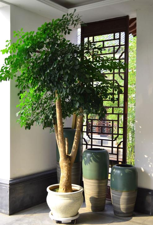 客厅养花“讲究大”，别随便，这6种，贵气不俗，养人旺家