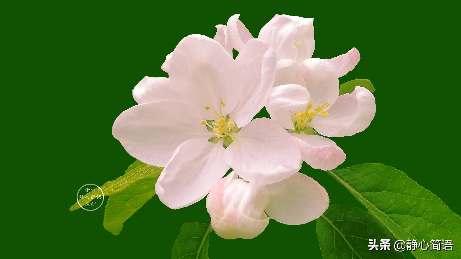 与世无争很难,木秀于林,风必摧之