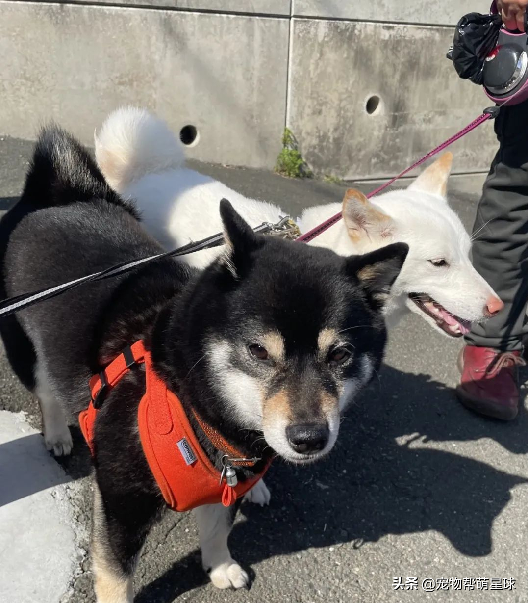 两只固执柴犬散步到岔路口，相互较劲让绳子变Y字型，笑喷网友