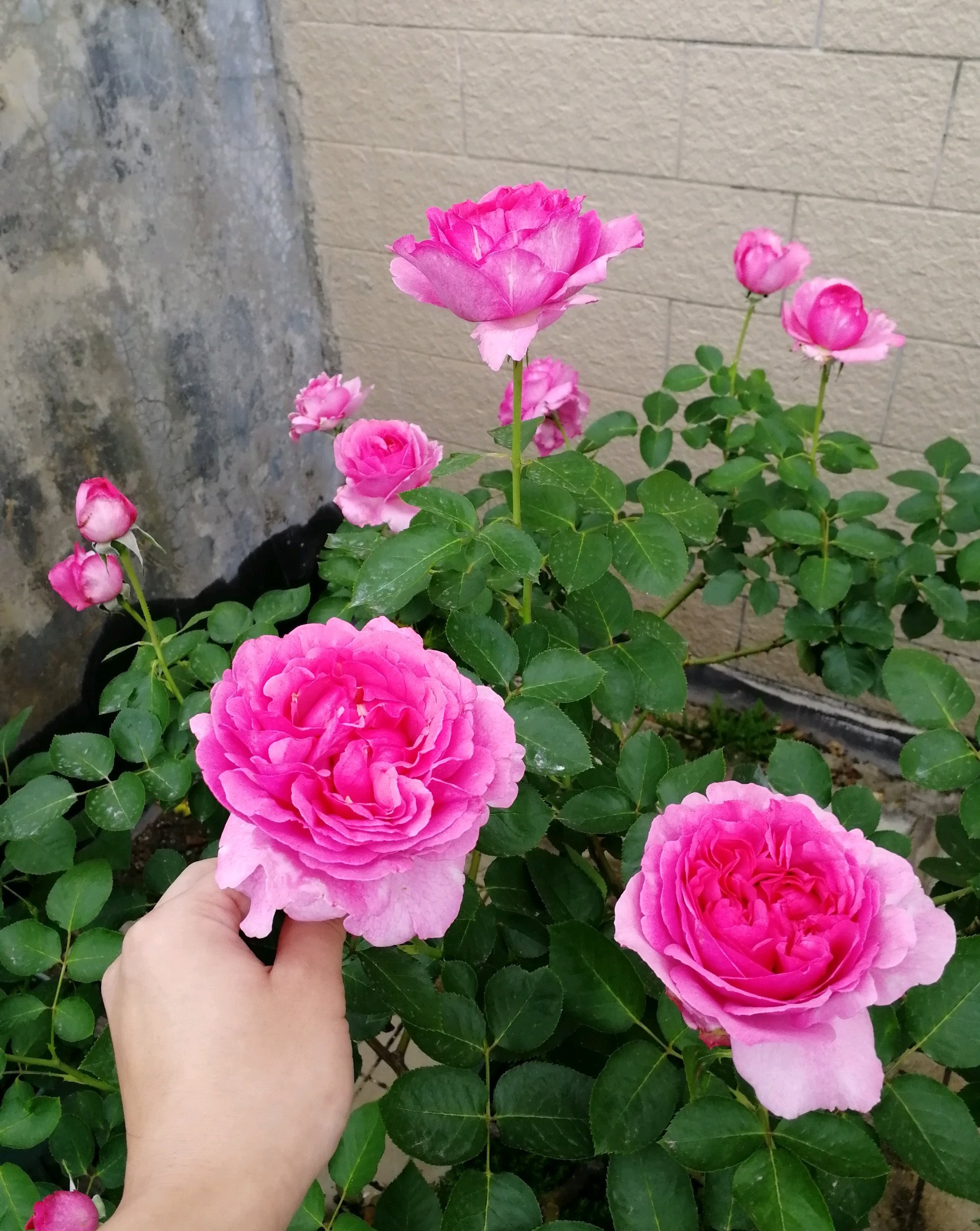浓香月季第一名（一款美如牡丹的月季花大色美）