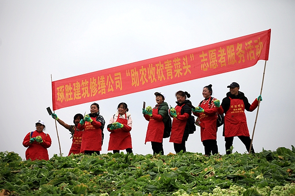 琢胜（重庆）建筑修缮志愿者帮助农户收砍青菜头