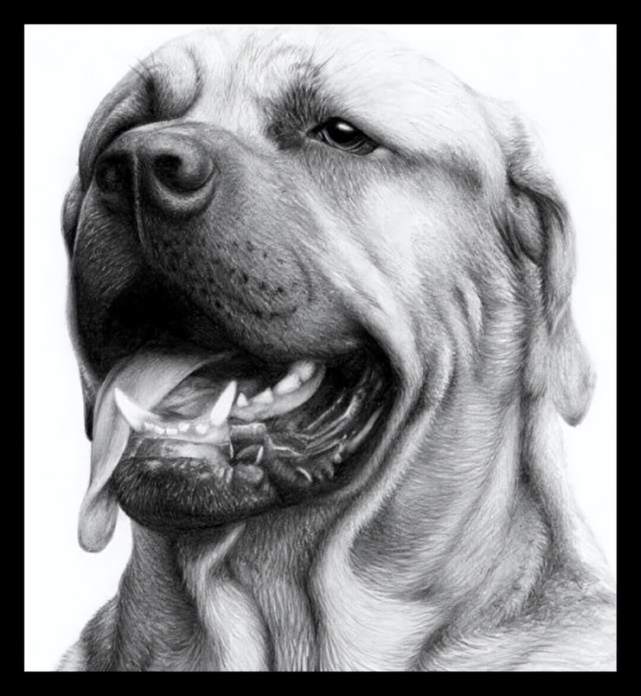 动物漫画图片铅笔画(用一只简单的铅笔画狗) - 赤虎壹号