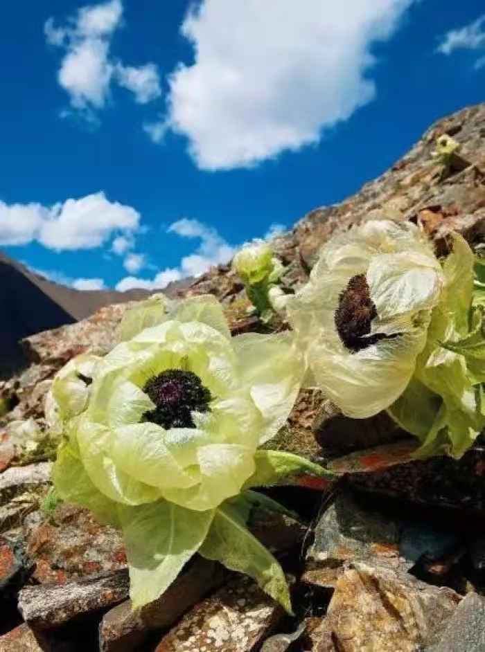 花朵美图|圣洁的天山雪莲花,北国最早报春的冰凌花合集55张