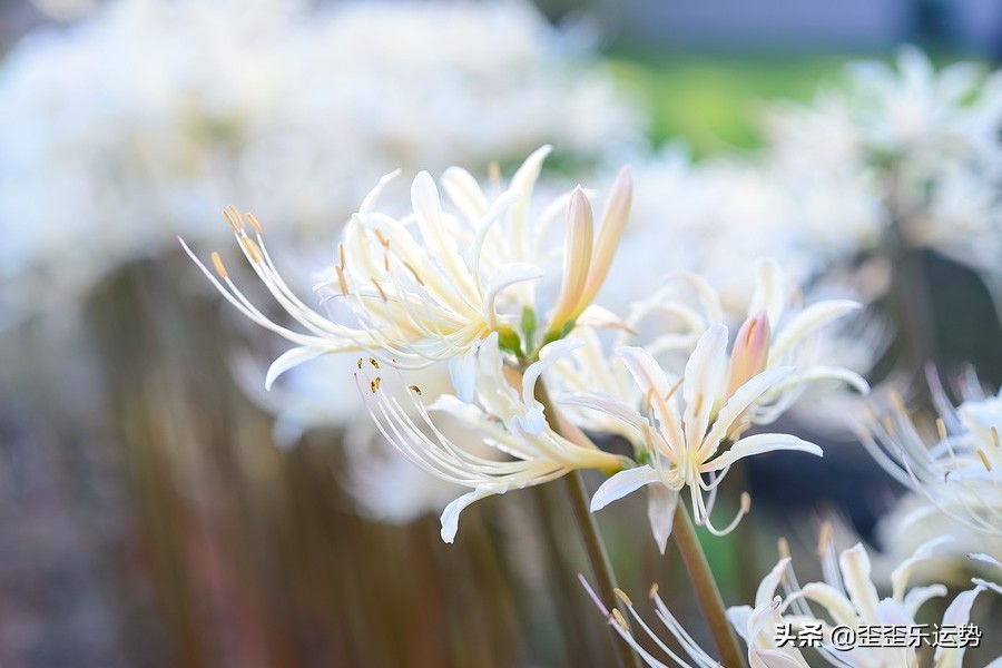 属鸡天蝎男本月运势白羊座今日运势 汽车时代网