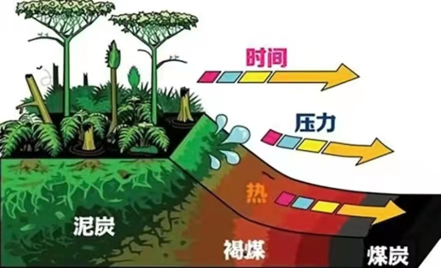 煤层是植物演化而来的？那百米厚的煤层，需要多少植物堆在一起？