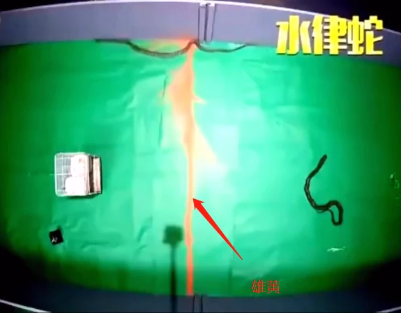 剧毒眼镜蛇现身贵州一学校！蛇真的不怕雄黄，如何才能防蛇？