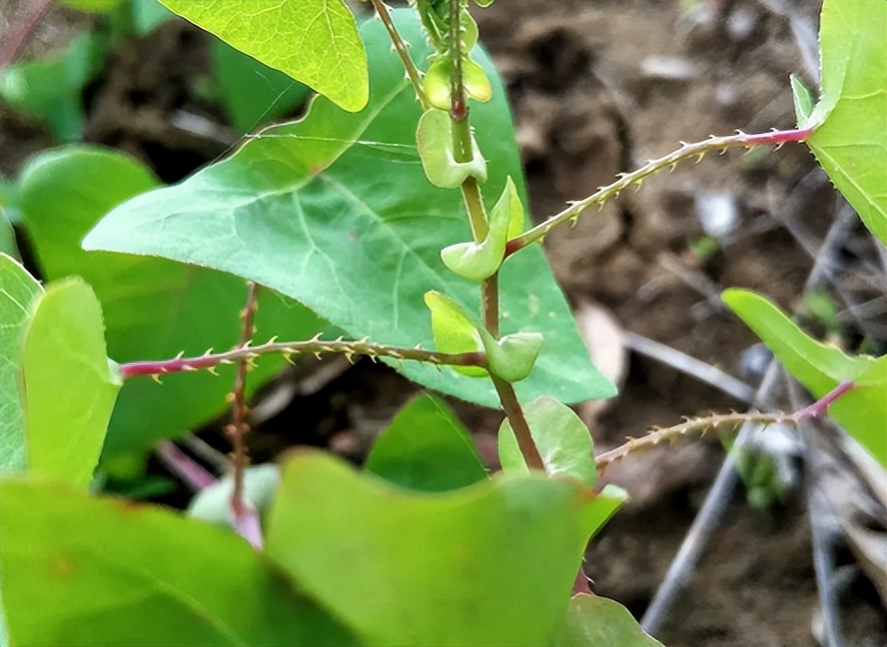 俗称"蛇倒退",叶和果都能吃,山中见到薅一把,它的价值厉害了