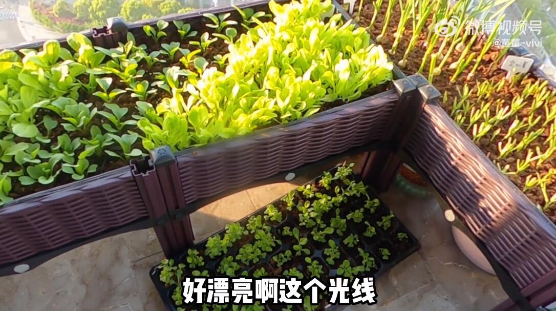 是女明星也是“菜农”！柳岩吃过刘亦菲种的茄子，张馨予家有农场