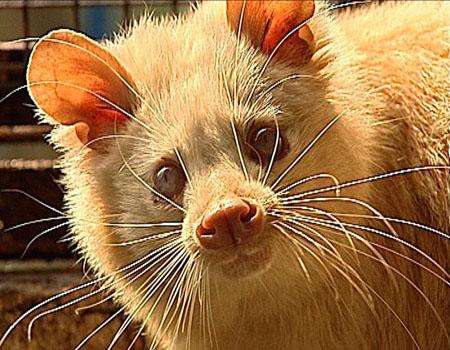 2010年江西老农发现灵猫科动物，似猫似鼠又似兔，专家取名六不像