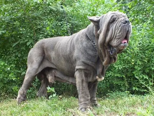 见到一定绕道走!地表战斗力爆表的12种猛犬,一獒战三狼战狮子?