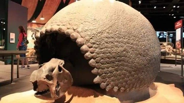 30张罕见的照片，巨石强森、奥尼尔、姚明比身高，巨石身高195cm