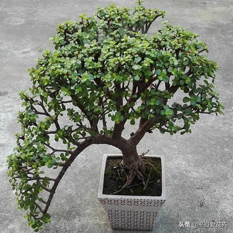 马齿苋树盆景造型图片(4种名贵居家盆景)