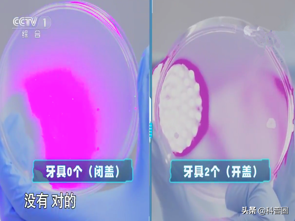 沖馬桶，蓋？還是不蓋？別糾結了，央視的一個實驗告訴你真相