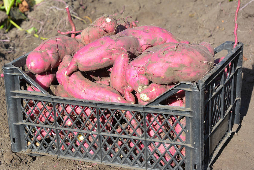 红薯不要随意放，巧用一招，保存半年不烂不发芽，越放越香甜