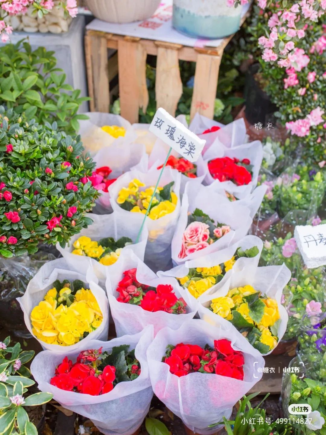 误入仙境！深圳这个神仙花卉小镇，10块钱收获一整个春天的快乐