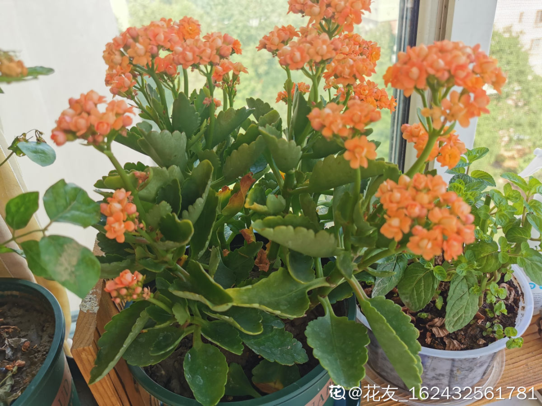 卧室适合放什么花（卧室养这4种花养人养身心）