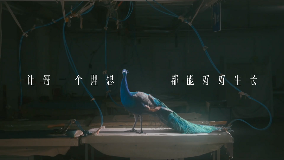 天猫携手贾樟柯推出女性故事短片《孔雀，孔雀》，让理想照进生活