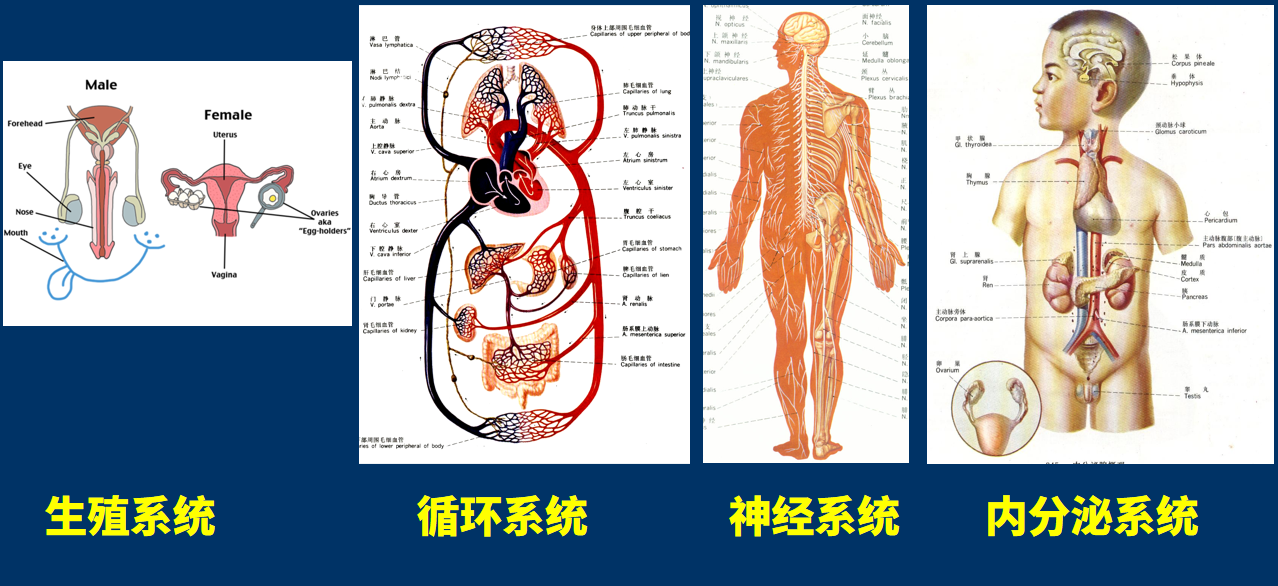 形成一个系统,人体有八大系统,分别是运动系统,消化系统,呼吸系统