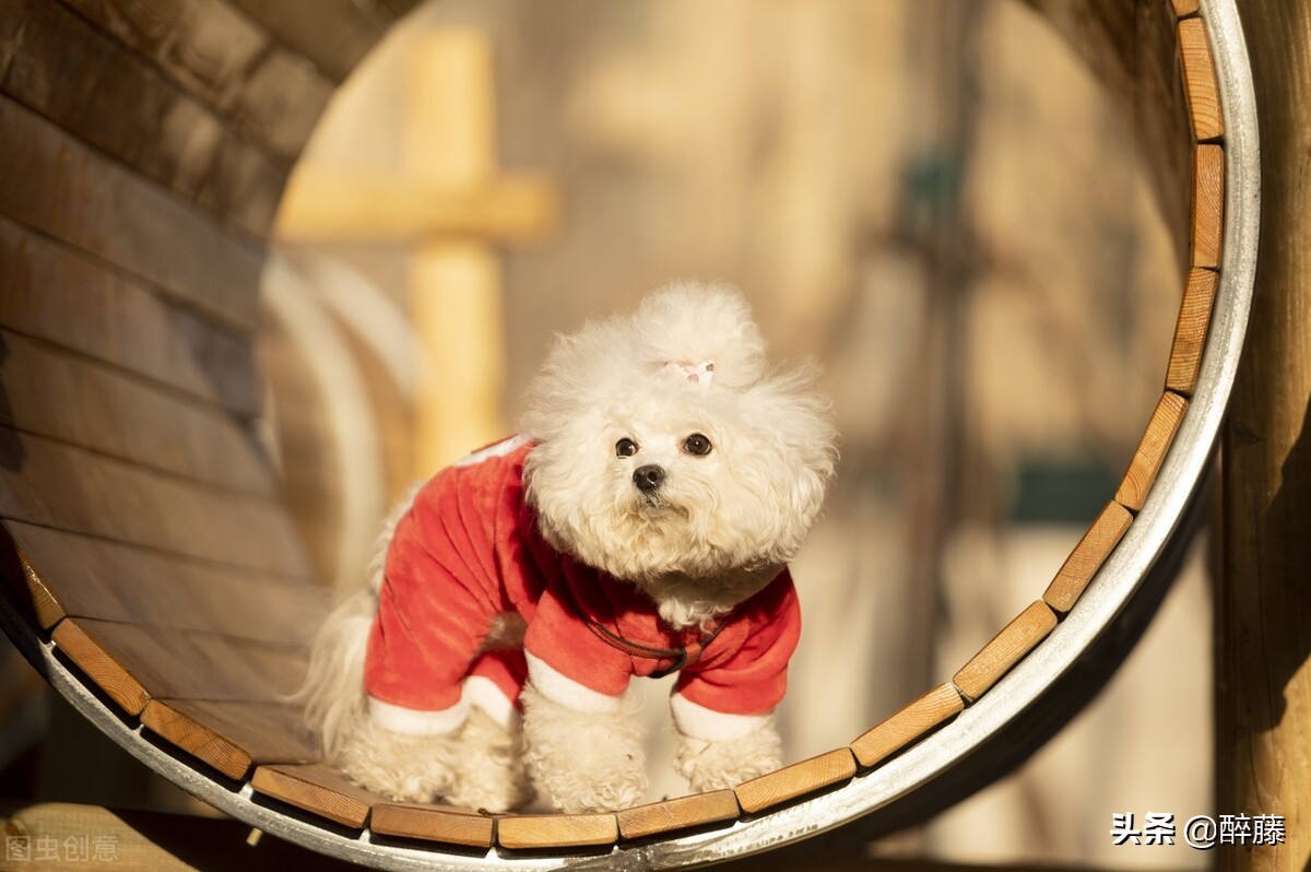 《一条狗的使命》，解压的一部电影