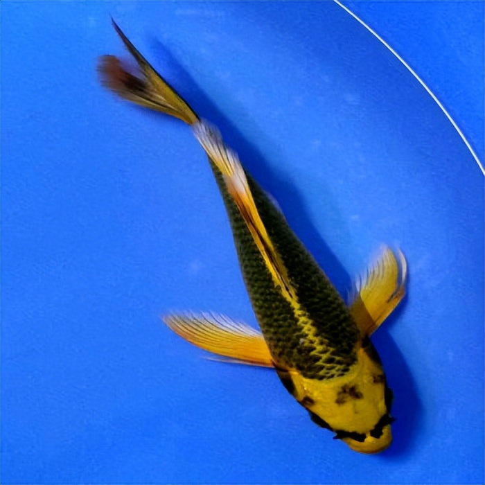 锦鲤鱼价格表浙江男子市场买鱼